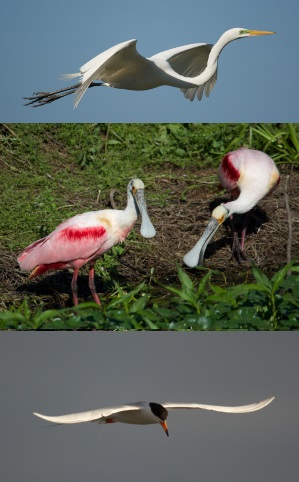 Galveston Birding Nature Photo Great Egret, Roseate Spoonbills, and Forster's Tern